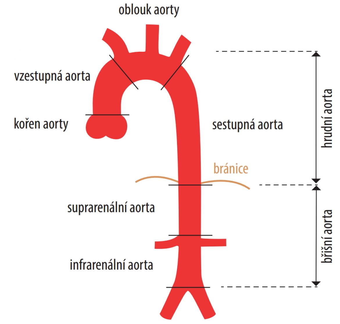 Aorta